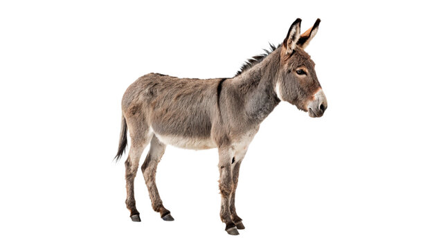 Wild donkey domestic farm animal standing sideways isolated on transparent background