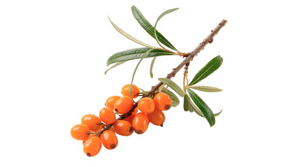 Branch of fresh ripe orange sea buckthorn berries isolated on transparent background © RRose
