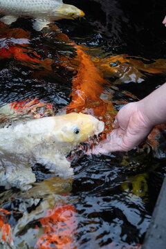A Hand Feeding Colorful Koi Fish in a Serene Pond Full of Vibrant Orange, White, and Yellow Varieties Amidst Clear Water Reflections
