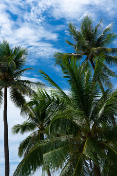 Lush Palm Trees Against a Vivid Blue Sky with Whispy Clouds, Creating a Tropical Paradise Vibe and Inviting Serenity and Relaxation