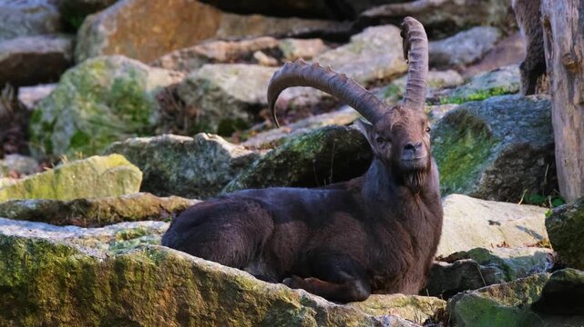 Alpine ibex resting on rocky mountain terrain in natural daylight