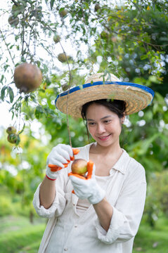 Asian woman farmer holding harvested pomegranate under tree in orchard.
