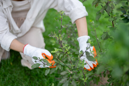 Close up of gloved hands holding green herb plant with purple stems.
