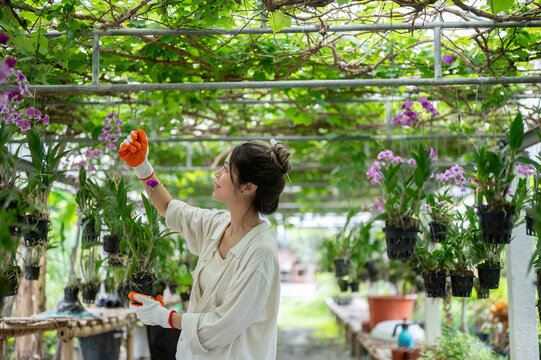 Asian woman farmer hanging orchid pots in greenhouse with purple blooms.