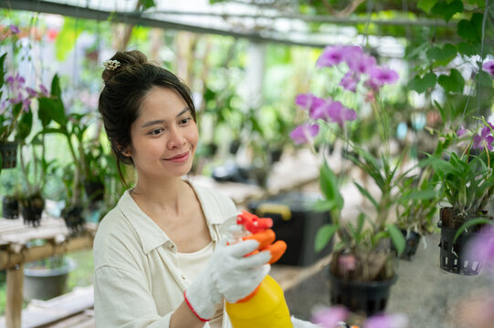 Asian woman farmer holding spray bottle among purple orchids in greenhouse.