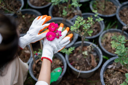 Close up of gloved hands holding bright pink roses over potted plants.