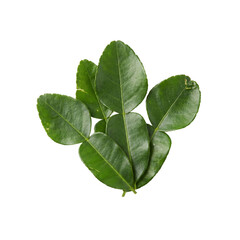 Fototapeta premium Fresh Kaffir Lime Leaves Isolated on Transparent Background