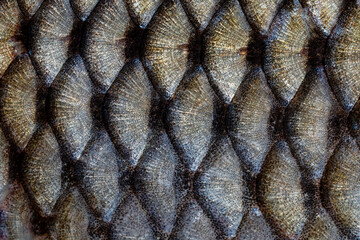 Macro texture of wild carp fish scales background. Closeup metallic golden and silver river carp fish scales. Intricate natural skin pattern texture background for unique wildlife or seafood concept © OlegD