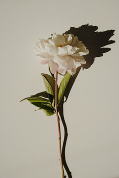 Top View Of Single Fresh White Peony Flower Casting Deep Shadow On Neutral Surface