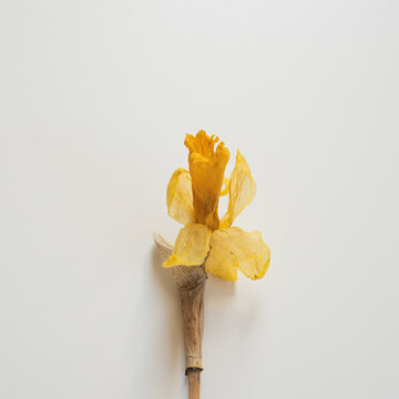 Top View Still Life Of Single Withered Yellow Flower Placed On Smooth Off White Surface