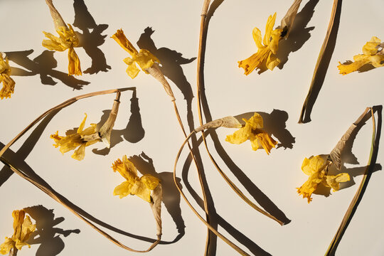 Top View Pattern Of Withered Yellow Narcissus Flowers Casting Deep Shadows On Surface