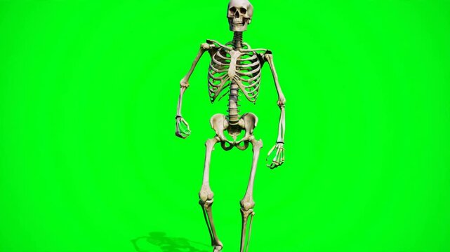 Green Screen Halloween Skeleton &mdash; Walking Toward Camera with Spooky Swagger