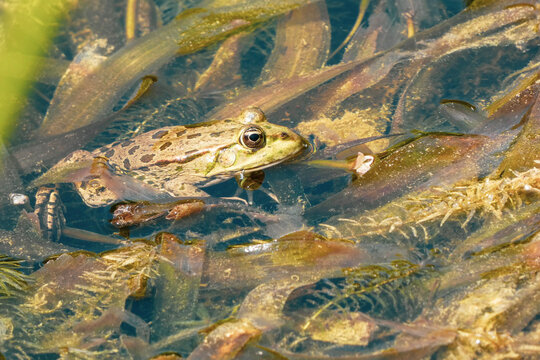 Pelophylax kl. esculentus