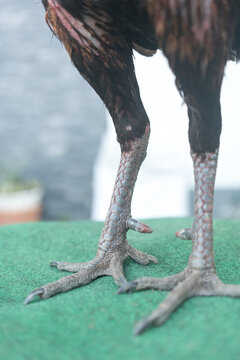 A chicken&rsquo;s feet on farmyard ground, Leg of a rooster, the legs of a rooster with scales and claws, close-up
