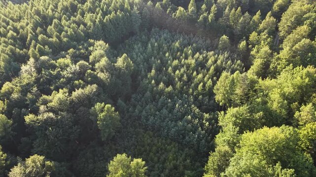 Overhead view of a young tree nursery and spruce planting patch