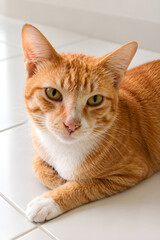 portrait of a cat © syafri
