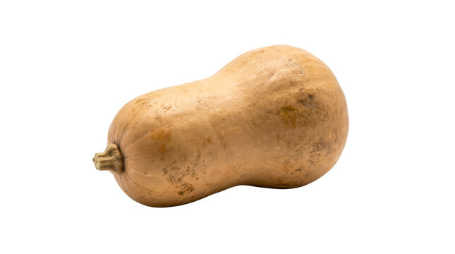 Fresh organic butternut squash with smooth beige skin captured in studio lighting on transparent background
