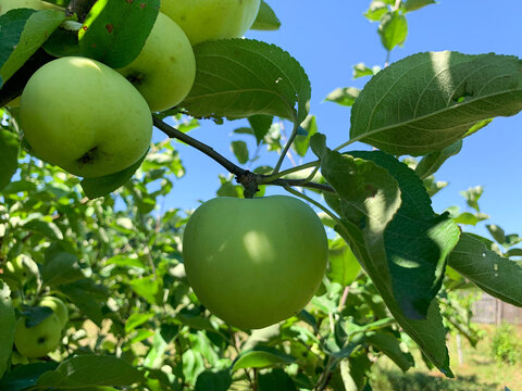 A close-up shot of a green apple hanging from a tree branch amidst dense foliage. Sunlight softly illuminates the fruit's smooth skin, highlighting its freshness and natural shape. In the background, 