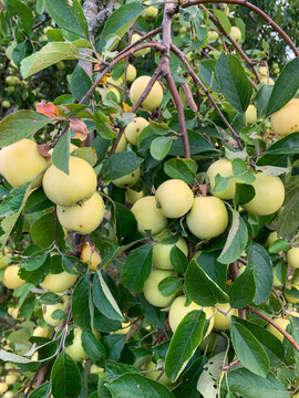 Juicy green apples on a branch with lush foliage. In the background, other fruits and the blurred green leaves of the orchard are visible against a clear blue sky. Bright natural lighting highlights t