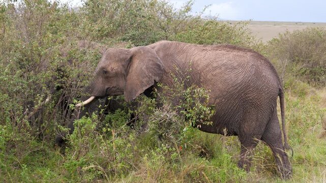 Majestic african bush elephants with large tusks grazing on green vegetation, feeding on leaves from a bush in animals natural habitat in serengeti national park, representing wildlife conservation