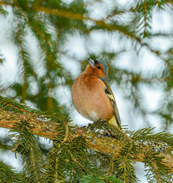 Eurasian or common chaffinch (Fringilla coelebs) on branch