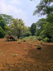 Spotted Deer Walking Across a Sunlit Earth Clearing Surrounded by Dense Tropical Foliage © Haryadi Handika