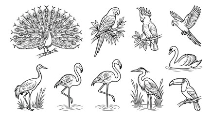 Fototapeta premium Vintage tropical bird line art collection, black and white hand drawn bird vector set, peacock parrot flamingo sketch elements for coloring book