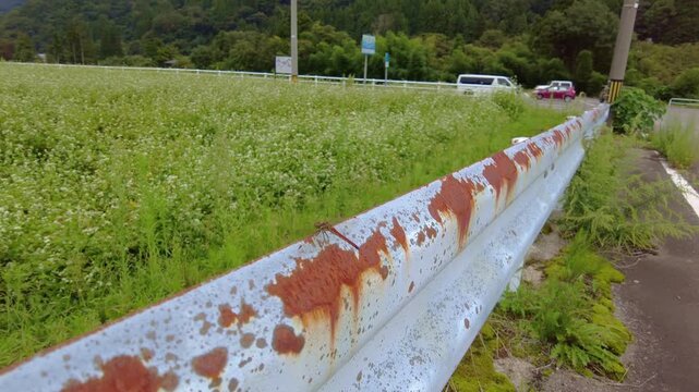 蕎麦畑にいた赤とんぼに近づいてみた