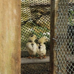 Domestic chickens standing inside a wire enclosure on a small farm with natural greenery in the background. © rais