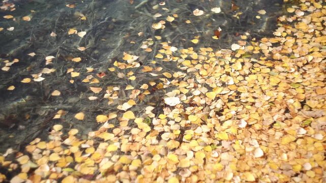 Video of Augsburg in autumn, leaves are flowing gently in the water in a pond near river Lech, serene autumn scene. Swabia, Bavaria, Germany