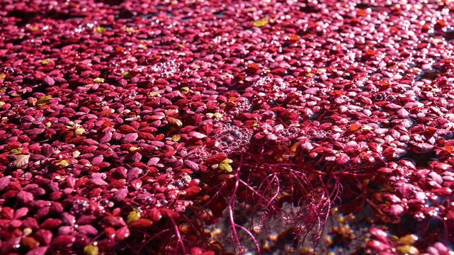 Close-up of dense red duckweed covering a water surface with visible roots