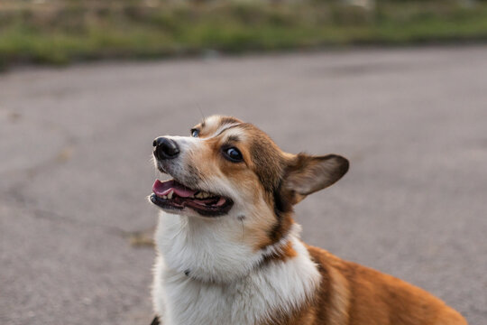 A happy Pembroke Welsh Corgi looking upwards with an alert expression on an outdoor asphalt path