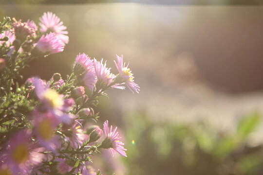 flowers aster asters autumn garden perennials aster autumnalis asteraceae purple violet
