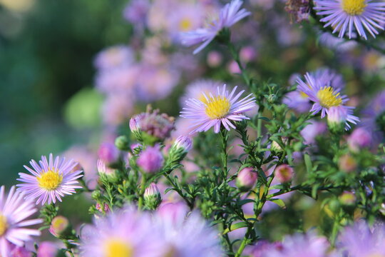 flowers aster asters autumn garden perennials aster autumnalis asteraceae