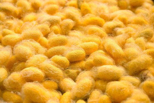 Yellow silkworm cocoons. Gold silkworm cocoons shell. This is a source of silk thread and silk fabric.