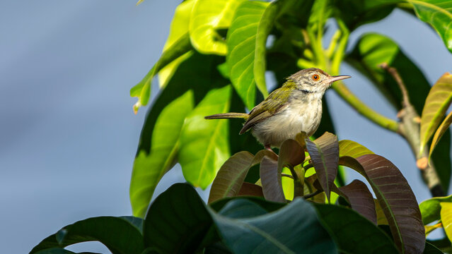 Plain prinia bird perched on fresh green mango tree leaves.A beautiful high-quality wildlife shot of a small Plain prinia (Prinia inornata) or tailorbird perched gracefully on a cluster of green 