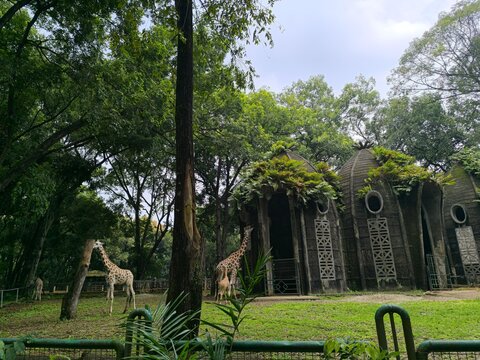Giraffes in a Lush Green Zoo Enclosure with Tall Trees and Rustic Shelters