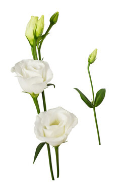 Set of white eustoma flowers and bud isolated on white or transparent background