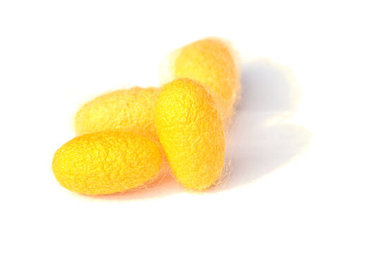 Yellow silkworm cocoons. Gold silkworm cocoons shell. This is a source of silk thread and silk fabric on white background.