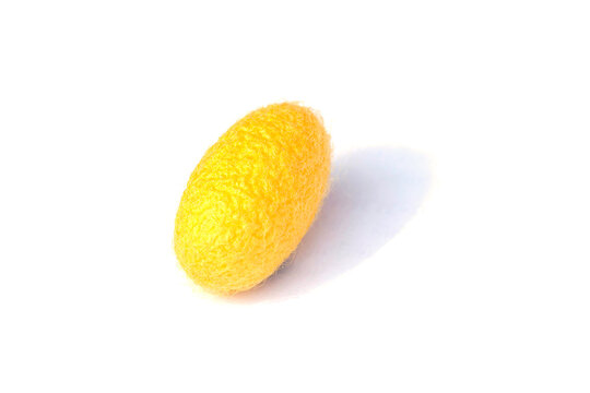 Yellow silkworm cocoons. Gold silkworm cocoons shell. This is a source of silk thread and silk fabric on white background.