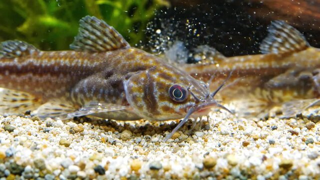 Close-up of a Corydoras catfish swimming on a sandy aquarium substrate with green plants in the