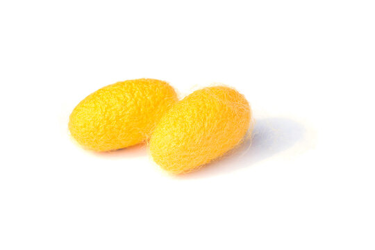 Yellow silkworm cocoons. Gold silkworm cocoons shell. This is a source of silk thread and silk fabric on white background.
