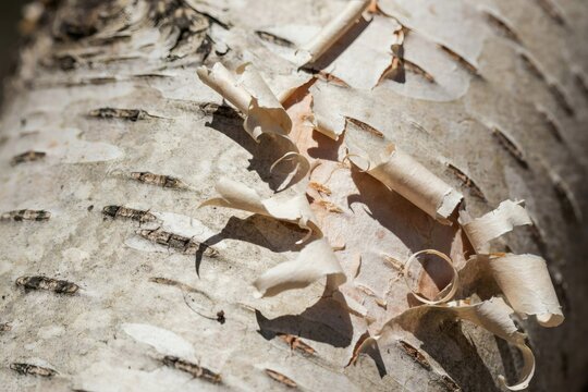 Peeling birch bark curling away in paper ribbons
