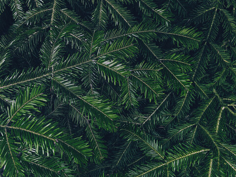 Real dark green spruce branches in a dense needle texture with deep shadows. Pairs with a moody christmas background banner, a sustainable nature background and moody xmas holiday aesthetic.