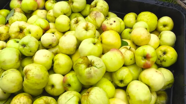 Abundant harvest of fresh, ripe green apples floating and washing in a large black container filled with clean water, preparing them for cider production or consumption in an outdoor setting