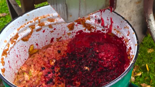 Freshly crushed apple and chokeberry mush falling from a fruit crusher into a large enamel bucket, an essential step in the homemade juice pressing process outdoors in a garden setting