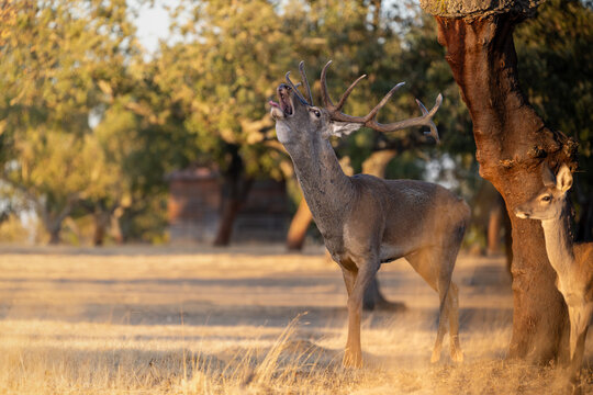 Bellowing Red Deer Stag Close-up with Hind