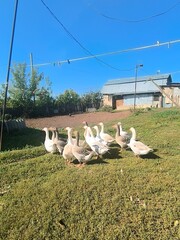 Flock of domestic geese in a rural farmyard © Konstantin