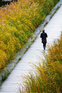 Jogger on boardwalk through autumn grasses in Parc Clichy-Batignolles Martin Luther King in Paris, France showing active urban lifestyle