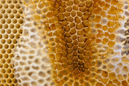 Golden Honeycomb Wax Cells in Close Up Detail